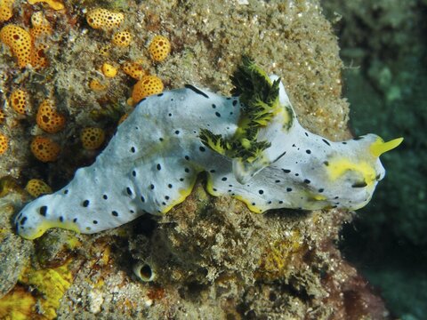 Snail with dotted pattern and yellow accents, grey banana nudibranch (Notodoris serenae), crawling on coral reef. Dive site Gondol Reef, Gondol, Bali, Indonesia