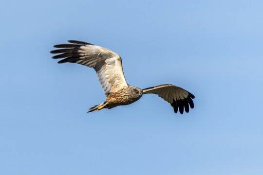 A bird of prey moves through the blue sky, its wings in motion, western marsh-harrier (Circus aeruginosus), wildlife