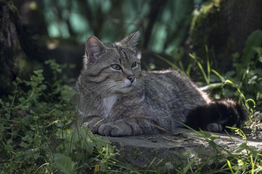 Wildcat (Felis silvestris), captive, H&uuml;tscheroda, Thuringia, Germany