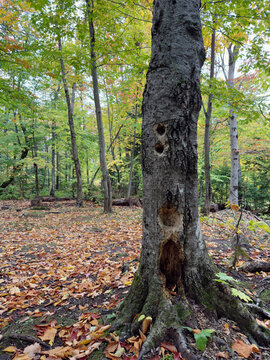 Arbre mort dans la for&ecirc;t. Gros plan sur un vieil arbre en automne