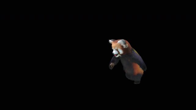 Cute 3D animated red panda dancing rumba with alpha channel. Cartoon animal character isolated for compositing, motion graphics, video editing, and digital content creation.
