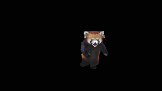 Cute 3D animated red panda dancing rumba with alpha channel. Cartoon animal character isolated for compositing, motion graphics, video editing, and digital content creation.