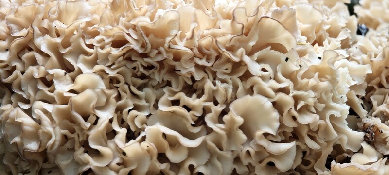Pilz Fette Henne/Krause Glucke