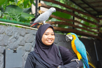 Smiling Young Asian Muslim woman in black hijab enjoying interaction with African grey parrot on head and blue and yellow macaw on arm. © edy waluyo