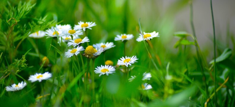 Beautiful white daisy field in the meadow with green grass, wild herb field background