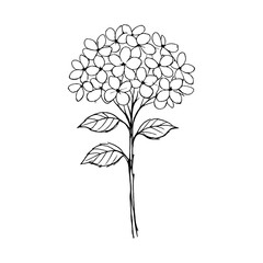 Fototapeta premium PNG Minimalist floral line art