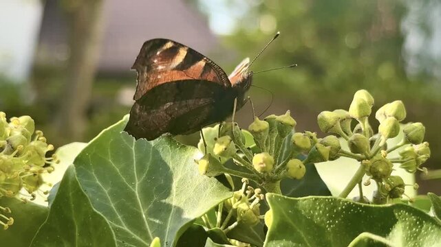 Kolorowy motyl, Rusałka admirał (Vanessa atalanta) na kwiatach. Zbliżenie i detal motyla żerującego na nektarze. Owad. Skrzydlaty owad. 4k, slow motion