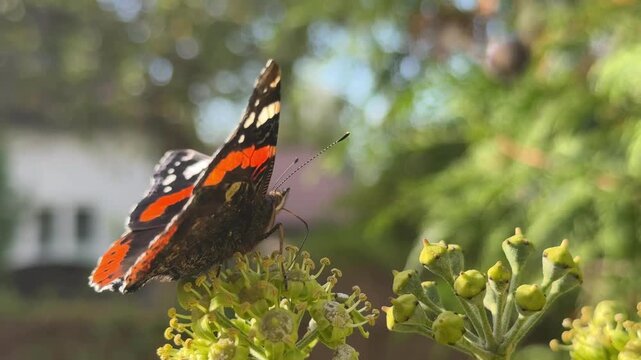 Motyl, Rusałka admirał (Vanessa atalanta) na kwiatach. Zbliżenie i detal motyla żerującego na nektarze. Owad. Skrzydlaty owad. 4k