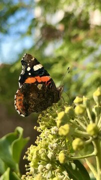 Motyl, Rusałka admirał (Vanessa atalanta) na kwiatach. Zbliżenie i detal motyla żerującego na nektarze. Owad. Skrzydlaty owad. 4k