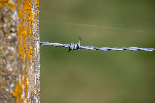 Barbed wire - Chevreuse - Yvelines - Ile-de-France - France