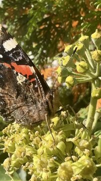 Rusałka admirał (Vanessa atalanta) na kwiatach. Zbliżenie i detal motyla żerującego na nektarze. 4k