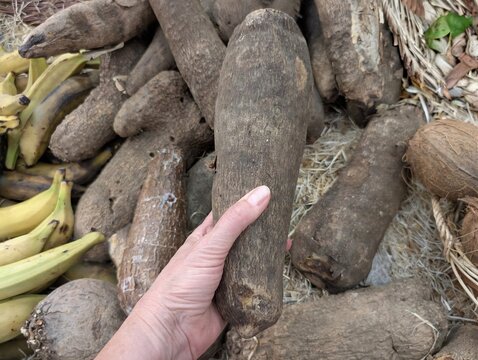 Woman hand holding fresh raw yam root at local market