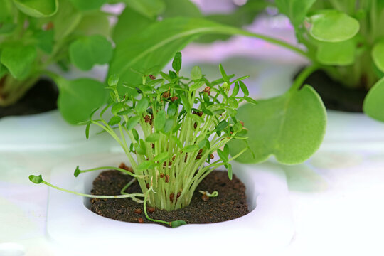 Compact hydroponic installation vegetable garden on a table without soil: instead of soil, water with a nutrient solution, the device itself controls light and watering.