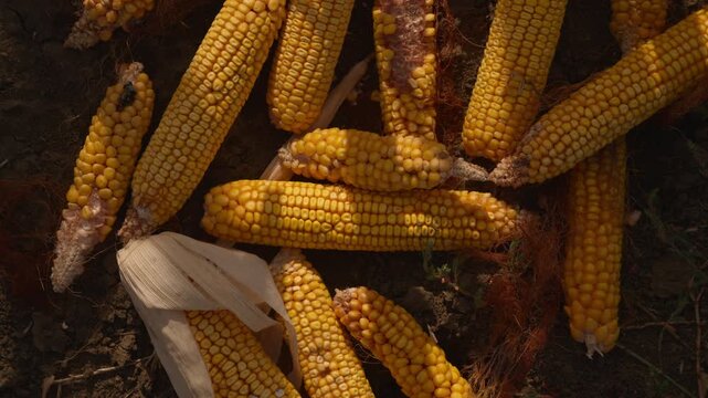 A top down view of a large pile of harvested golden corn cobs with ripe yellow kernels in field. 4K.