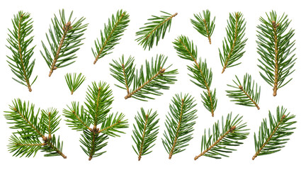 Collection of fresh green pine branches with needles, isolated on transparent background © islapix