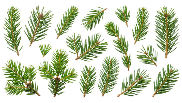 Collection of fresh green pine branches with needles, isolated on transparent background