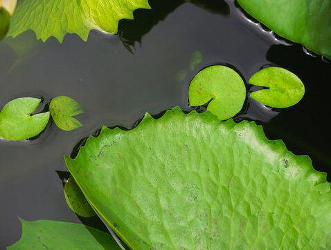 water lily leaf in the garden
