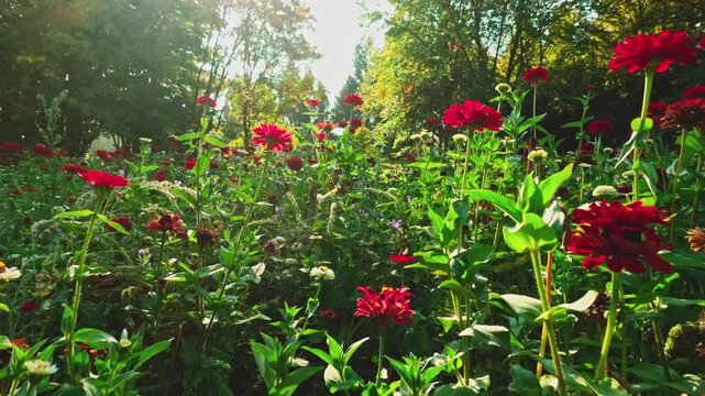 Beautiful slow motion forward camera movement through vibrant red and orange flowers in an autumn garden, with warm sunlight, lush greenery and cinematic natural scenery.