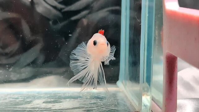 White and Red Fancy Betta Fish Swimming in Glass Tank 1080 HD 16:9 Horizontal Video