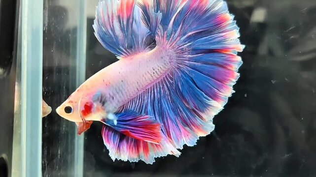 Pastel Colored Fancy Betta Fish Swimming Gracefully in Glass Tank 1080 HD 16:9 Horizontal Video