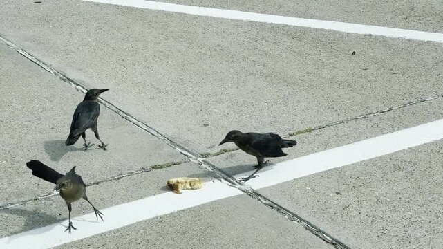 Several Black Birds Feeding on Pavement