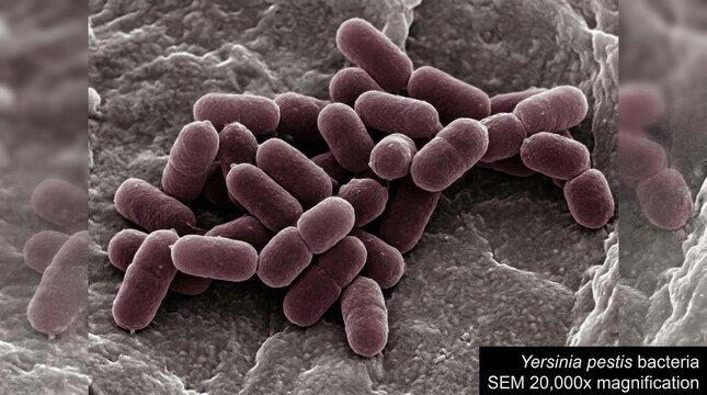 Dangerous pathogen microbe: Yersinia pestis, lethal Plague, bacterial infection, harmful agent, microscopic bacillus, biologic hazard, toxic cell, virulent rod, epidemic cause.