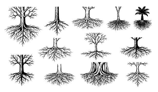 Detailed Tree Root System Black Botanical Vector Collection