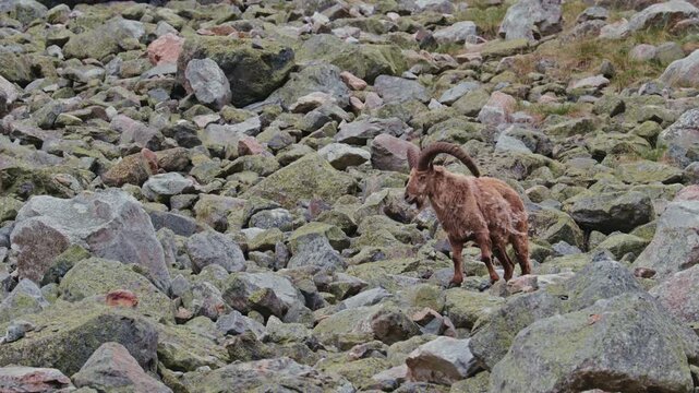 West Caucasian tur Capra caucasica walking across steep rocky terrain in the Caucasus Mountains. The species is endangered in the wild. Adult male with large curved horns in slow motion 120fps..
