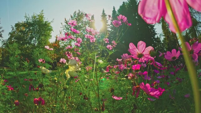 Cinematic slow motion camera movement through blooming pink cosmos flowers in an autumn garden, with warm sunlight, natural lens flare and colorful floral scenery