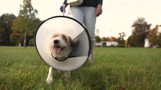 Slow motion shows Jack Russell terrier limping during walk with owner. Focus shifts from dog to owner's legs then returns to dog during paw surgery recovery.