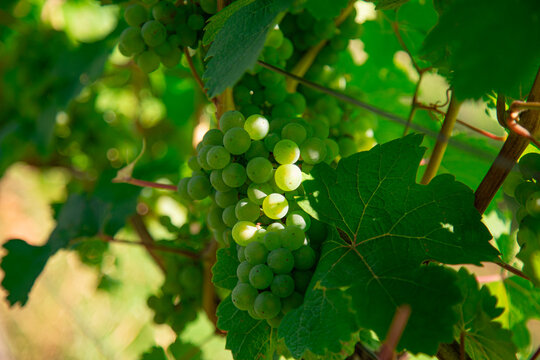 A detailed macro close up photograph showing bunch of green grapes hanging on grapevine branch with leafy bokeh background in sunny vineyard