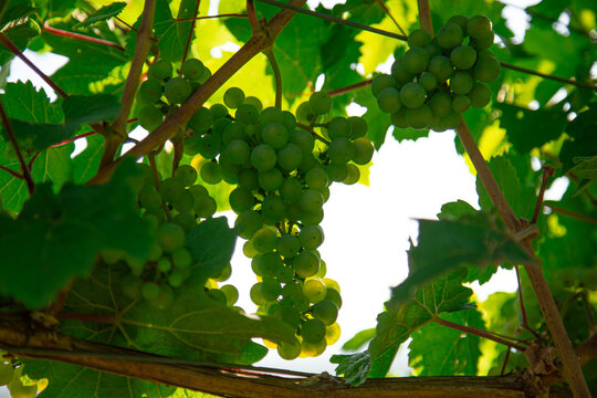 A detailed macro close up photograph showing bunch of green wine grapes hanging on leafy grapevine branch in summer vineyard under bright daylight