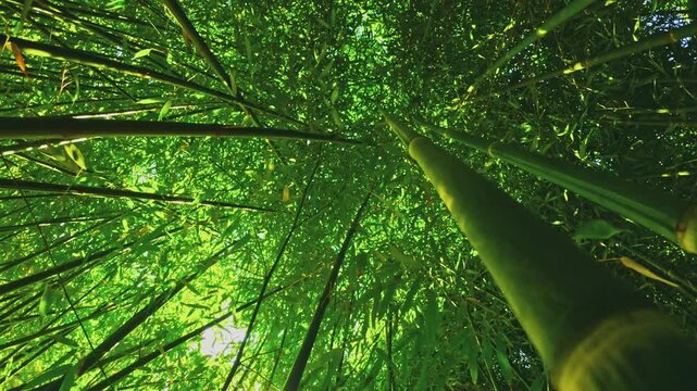 Slow motion downward camera movement through dense green bamboo, revealing tall stems and layered foliage with sunlight filtering through for a tranquil nature scene.