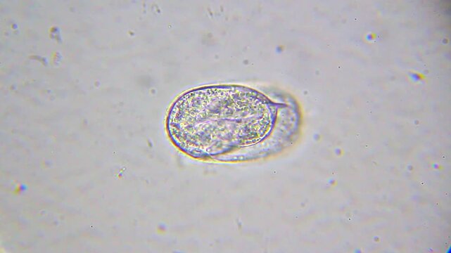 Microscopic view of a live developing nematode egg under 400x brightfield microscopy 4K