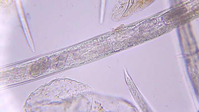 Microscopic view of developing embryos inside eggs within a gravid nematode under 400x brightfield microscopy 4K