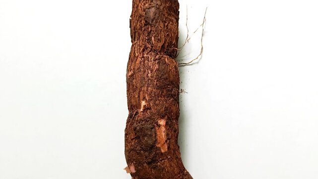 Fresh raw cassava root manihot esculenta from Guatemala isolated on white background