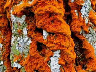 Vivid orange fungus growing across textured tree bark, creating a striking natural pattern with rugged details, organic growth and rich woodland colors. © Soni