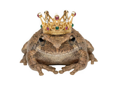 A brown frog wearing a small golden crown isolated on transparent background