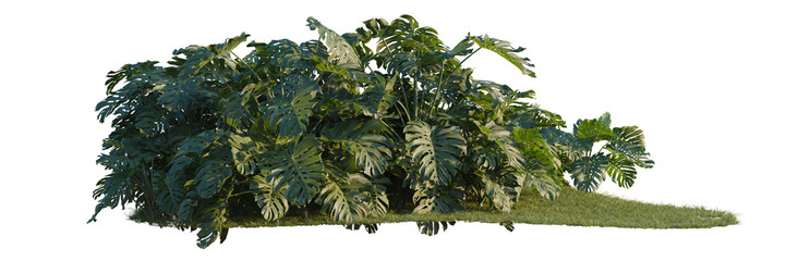 Monstera deliciosa tree line, Forest Edge, Backdrop cutout, isolate transparent background, Lush tropical foliage with vibrant green leaves on grass, a dense plant cluster for design elements. © DH Tree Stock
