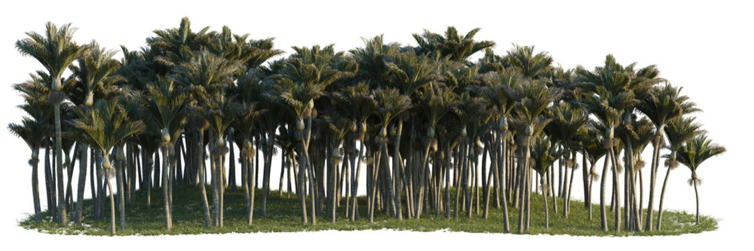 Rhopalostylis sapida tree line, Forest Edge, Backdrop cutout, isolate transparent background, Dense palm grove with lush green foliage on a clear sunny day - stock photo image
