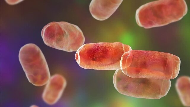 Methanobrevibacter, 3D animation. Methanogenic archaea of the human microbiome, particularly the gastrointestinal tract, studied for their role in gut microbial ecology.