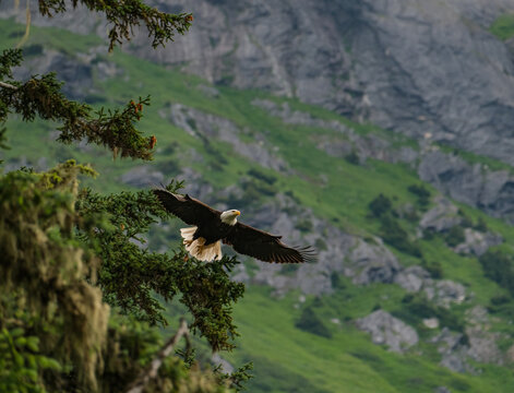 An American Bald Eagle in a pine tree as it searches for food at the edge of the Chilkoot RIver on the outskirts of Haines Alaska