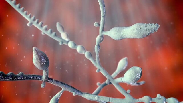 Microsporum audouinii, 3D animation. Dermatophyte fungus associated with tinea capitis and other superficial infections of keratinised tissues, especially scalp hair and skin.
