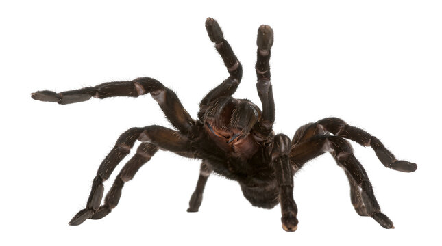 Dark brown tarantula spider with hairy legs and body standing alert, ready to move on transparent background for nature study.