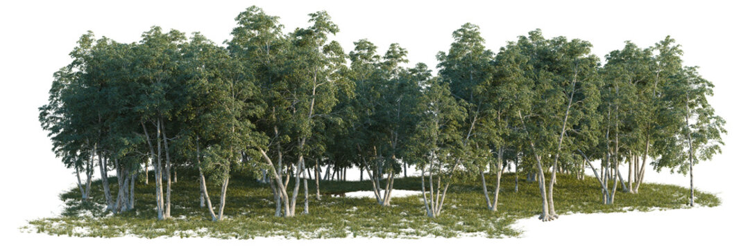 Betula pendula tree line, Forest Edge, Backdrop cutout, isolate transparent background, Group of trees with green leaves on a grassy area, suitable for landscaping design.