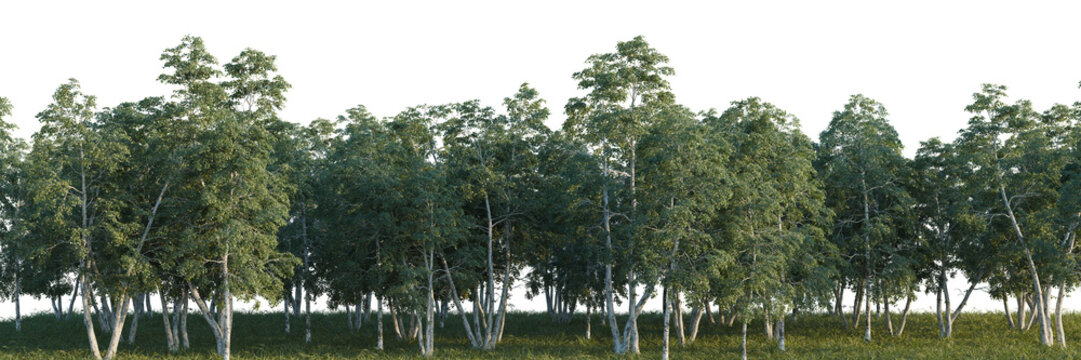 Betula pendula tree line, Forest Edge, Backdrop cutout, isolate transparent background, Dense forest of eucalyptus trees with green foliage and a natural backdrop, perfect for outdoor scenes.
