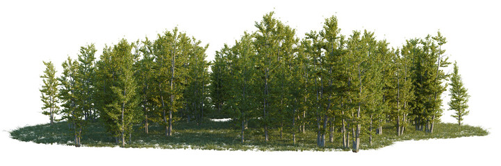 Fototapeta premium Ginkgo biloba tree line, Forest Edge, Backdrop cutout, isolate transparent background, Detailed forest landscape with lush green trees and vibrant grass, perfect for nature backgrounds.