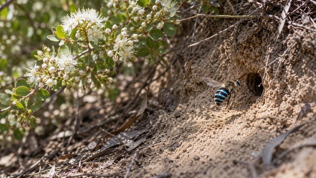 A bee hovers near a burrow entrance in dry sand while white flowering bushes bloom beside the sandy bank, creating a natural outdoor scene with green foliage and dry debris