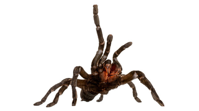 Dark brown tarantula spider in aggressive defensive pose with front legs raised high on transparent background.