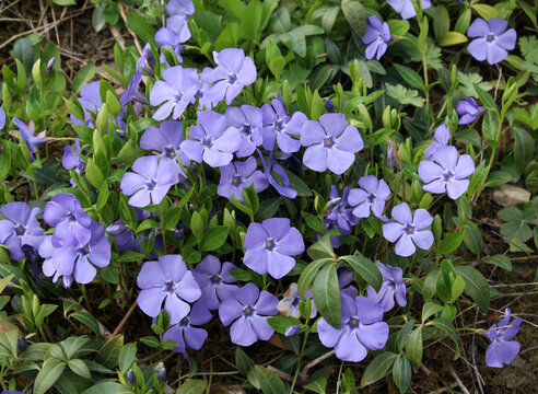 Spring blossom of lesser periwinkle (Vinca minor)